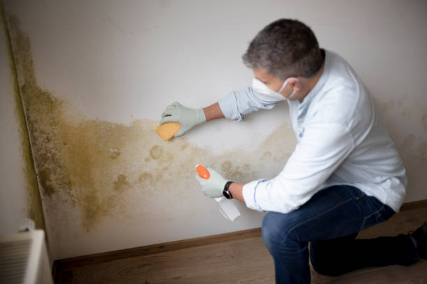 Best Comprehensive Air Testing for Mold Contaminants  in Darlington, WI