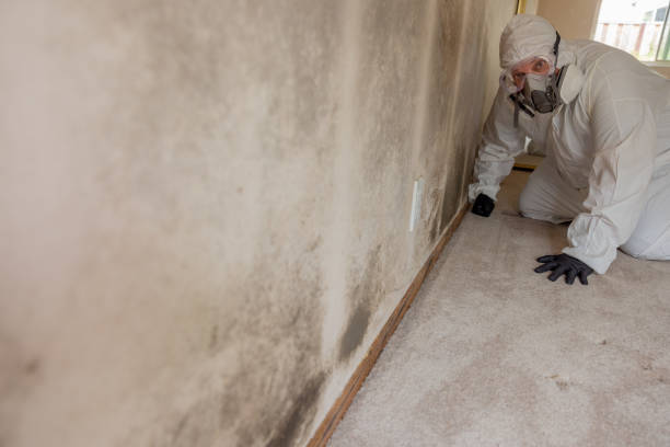 Best Black Mold Removal  in Darlington, WI